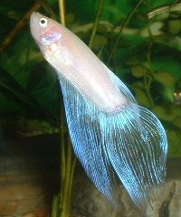 White_Betta.JPG