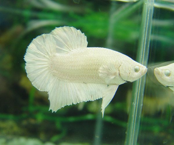 White_Betta.jpg