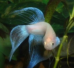 White_Betta2.JPG