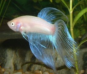 White_Betta3.JPG