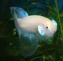 White_Betta5.JPG