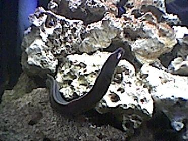 white_cheek_moray_2.jpg