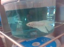 WhiteBetta.jpg