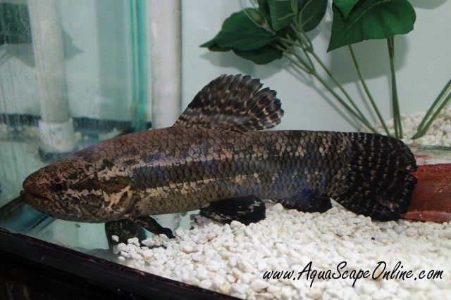 wolffish_black_curupira_2.jpg