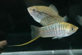 Xiphophorus_nezahualcoyotl.jpg