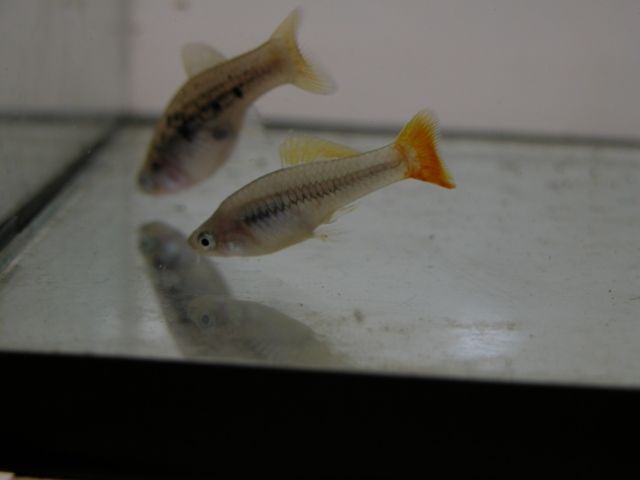 Xiphophorus_variatus_LAGUNA.JPG