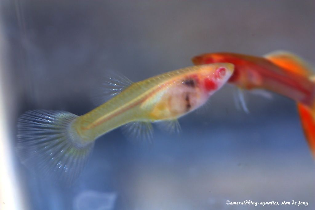 yellow taxi glass belly guppy 002.jpg