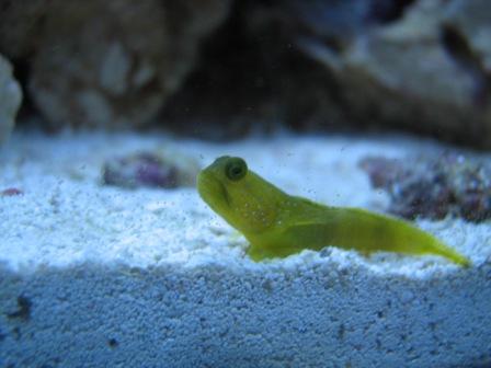 Yellow_Watchman_Goby.jpg