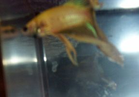 yellowbetta1.jpg