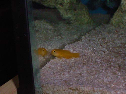 yellowgoby.jpg