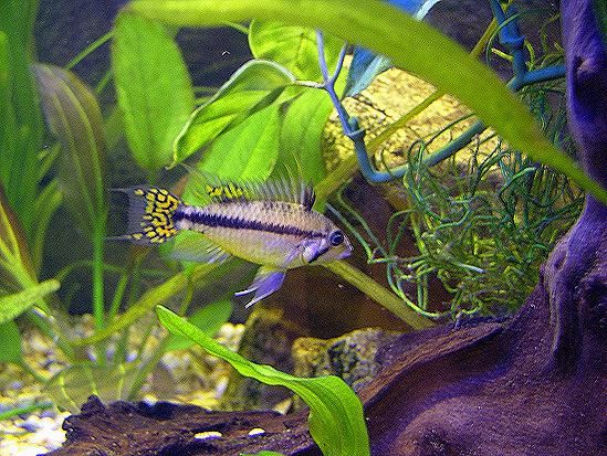 Young_Apisto.jpg