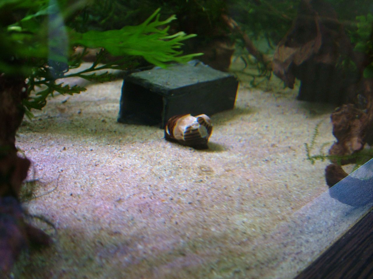 Zebra nerite May 2020 3.JPG