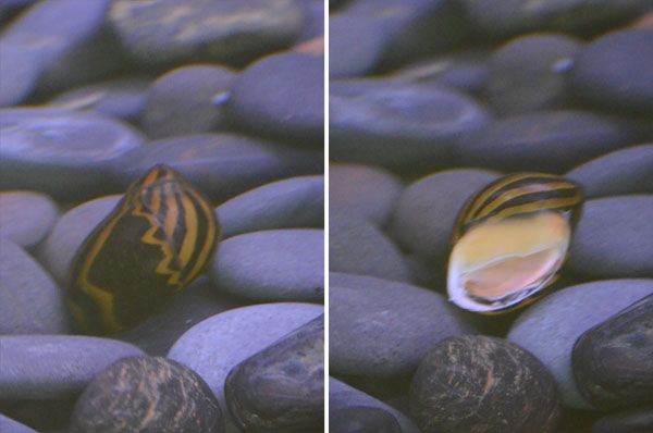 zebra-snail.jpg