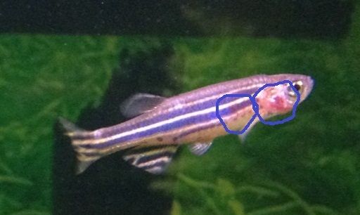 ZebraDanio - Marked.JPG