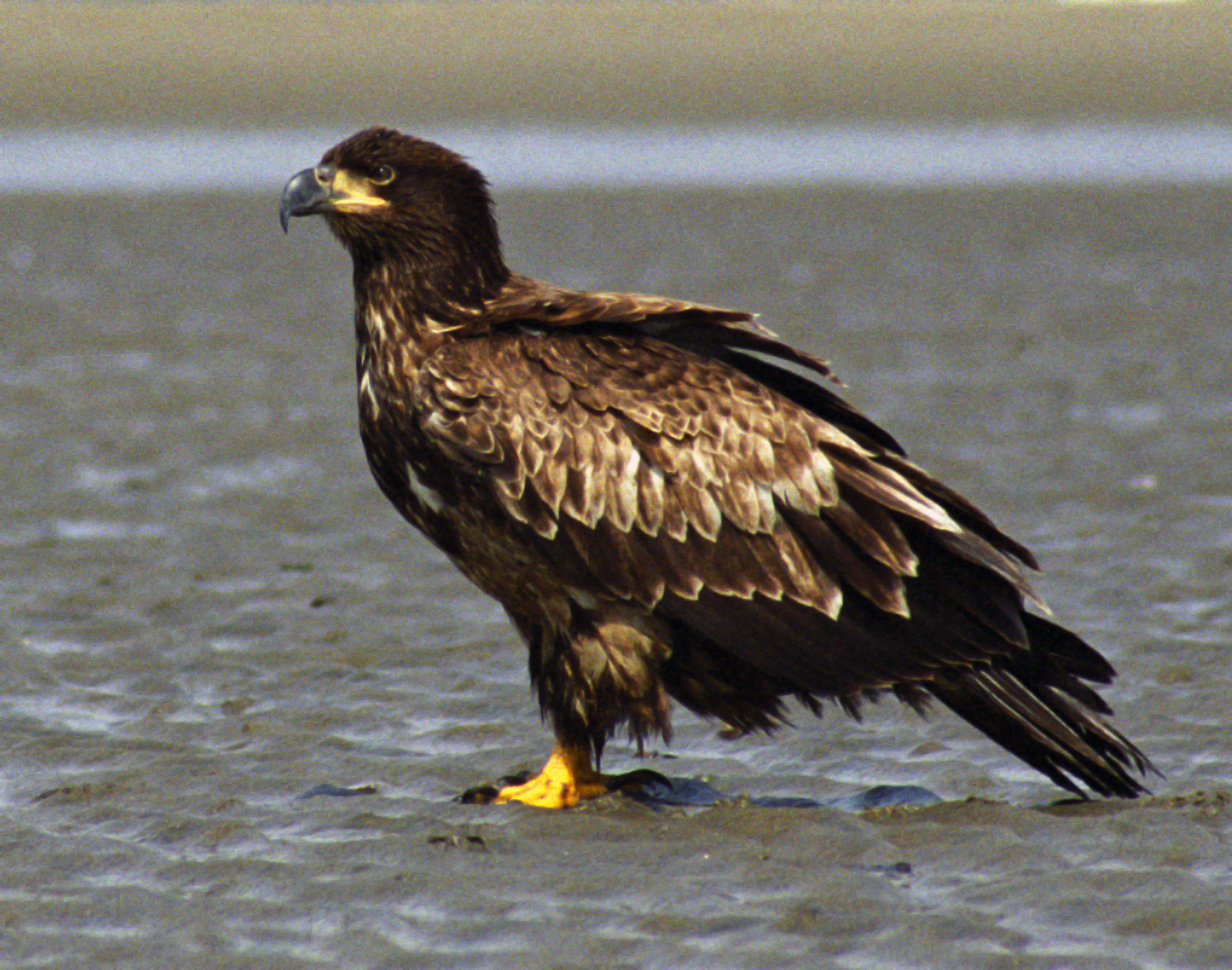 Juvenile_Bald_Eagle_Sand.jpg