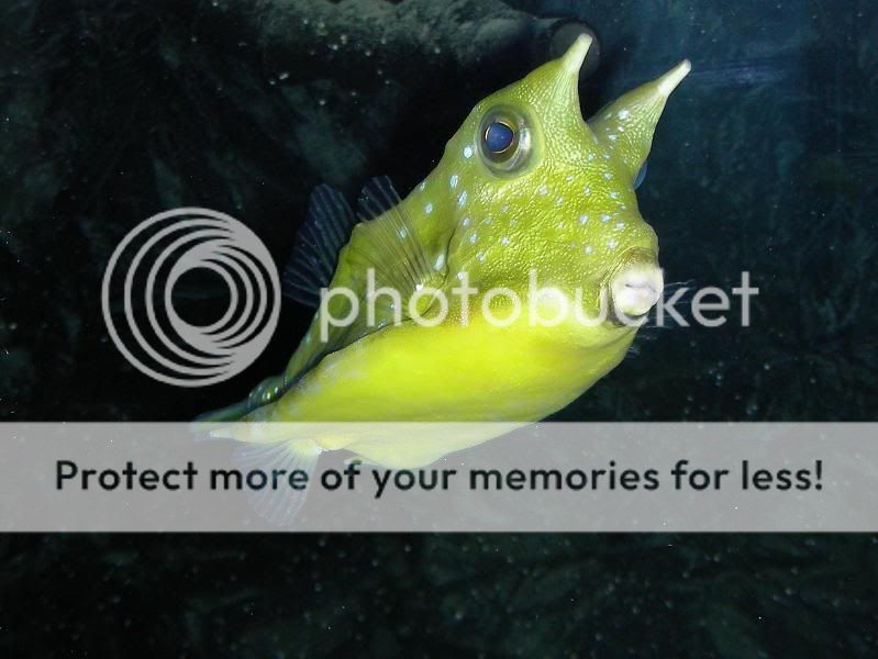 cowfish6.jpg