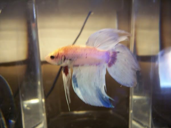 Betta6.jpg