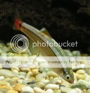 180px-White_Cloud_Mountain_Minnow_2.jpg