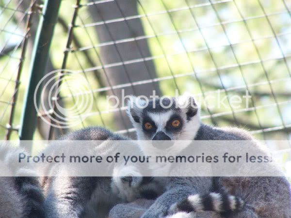 lemurs1.jpg