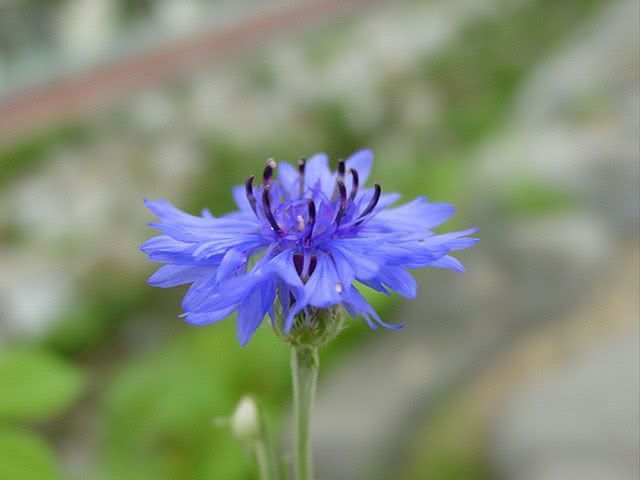 cornflower.jpg