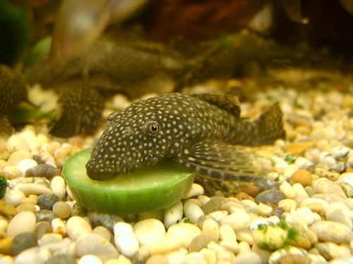 bristlenose-pleco.jpg