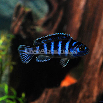 p-89440-cichlid.jpg