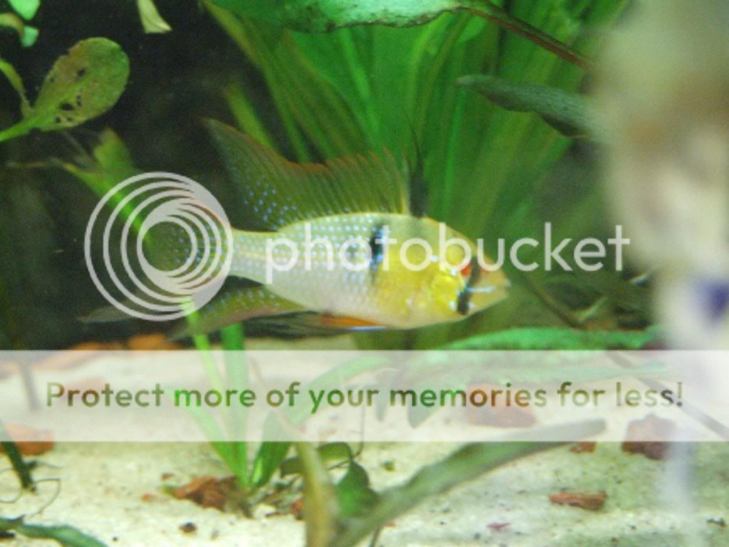 2009_0130fishtank0313.jpg