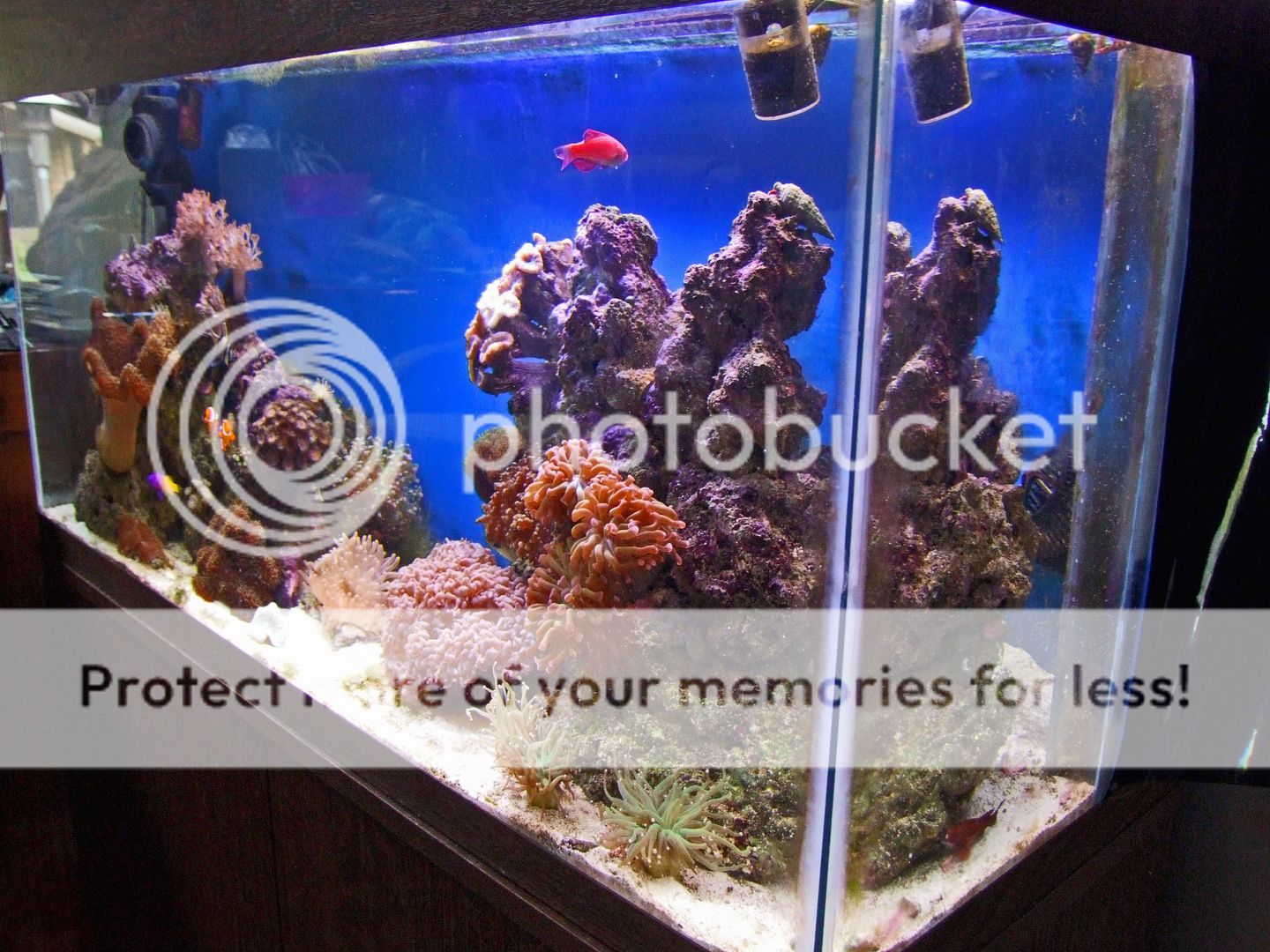 2009_0804Reef0017a.jpg