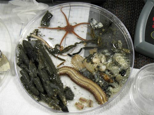 Benthic-invertebrates.jpg