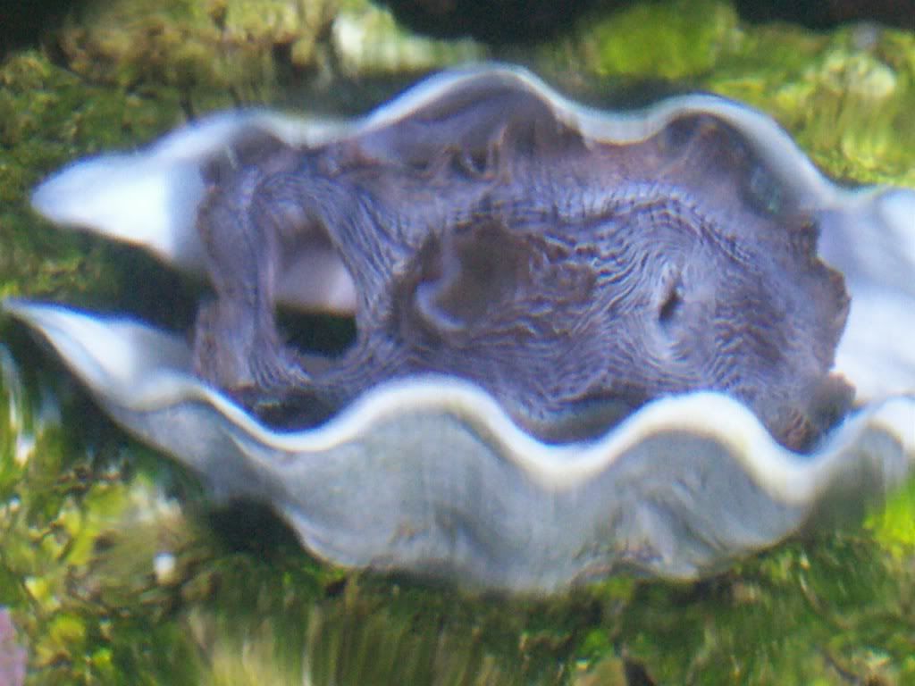 clam005.jpg