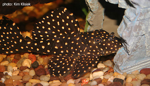 pleco_L007_001.jpg