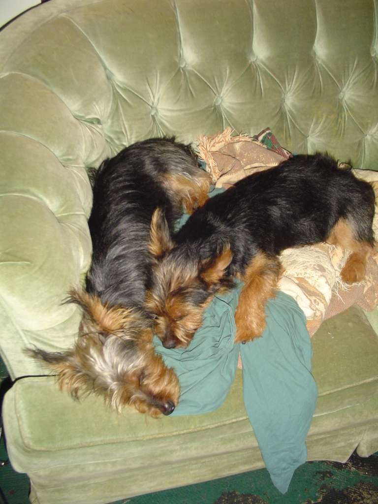 nappingpups0051jx1.jpg