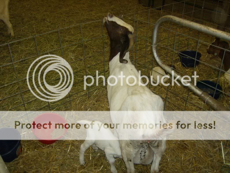 BabyGoats006.jpg