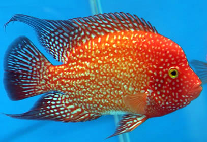 cichlid_pair3.jpg