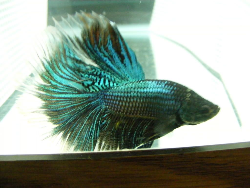 betta2004.jpg