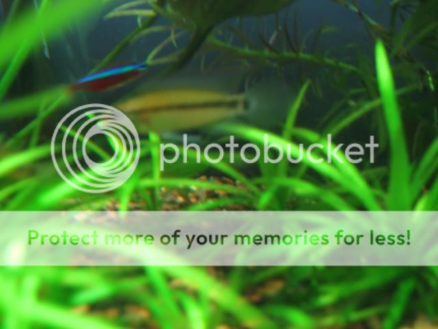 photobucket013.jpg