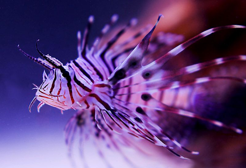 Lionfish2.jpg