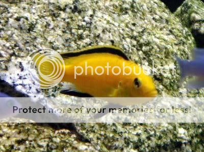 yellowlabcichlid.jpg