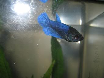 bettas299.jpg