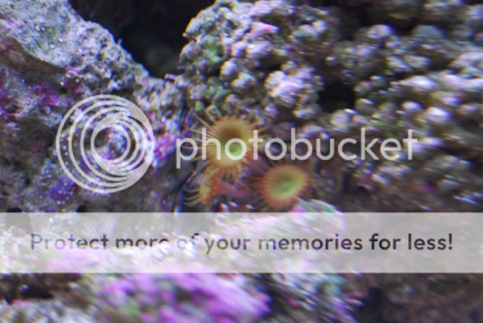 zoas.jpg