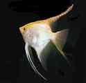 Angelfish_Gold_Black20Background_001.jpg