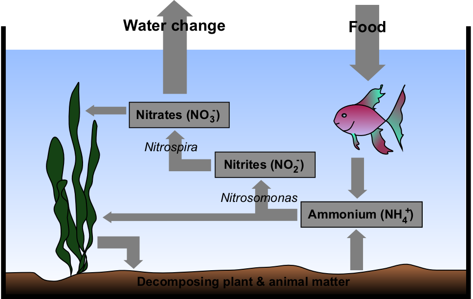 Aquarium_Nitrogen_Cycle.png