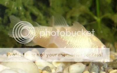 130806babycories.jpg