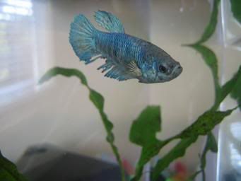 bettas392.jpg