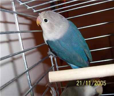 211105lovebird2.jpg