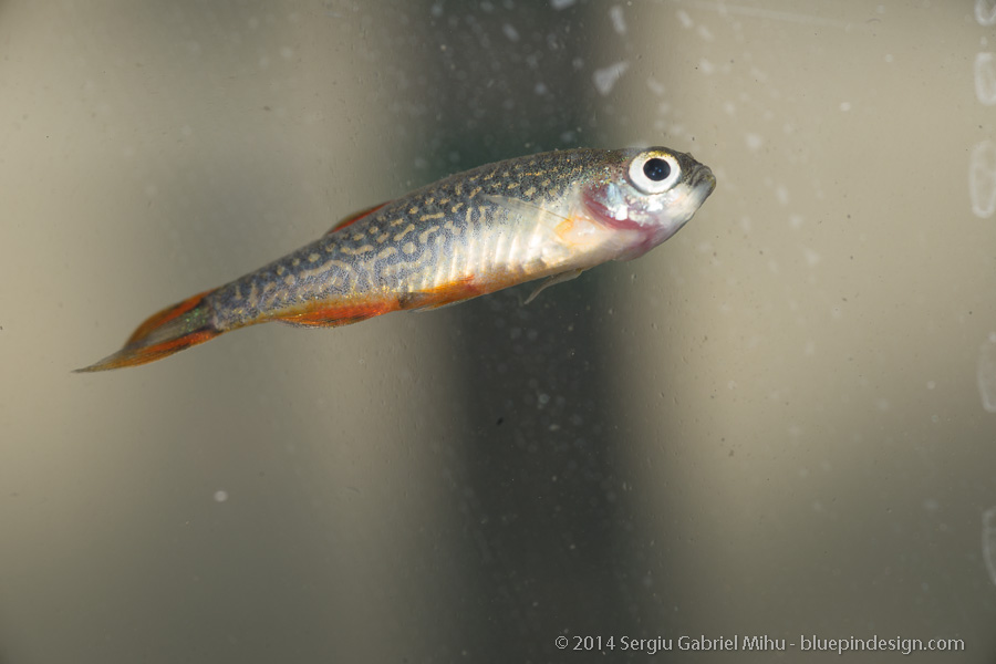 galaxy_rasbora_sick__DSC3595.jpg