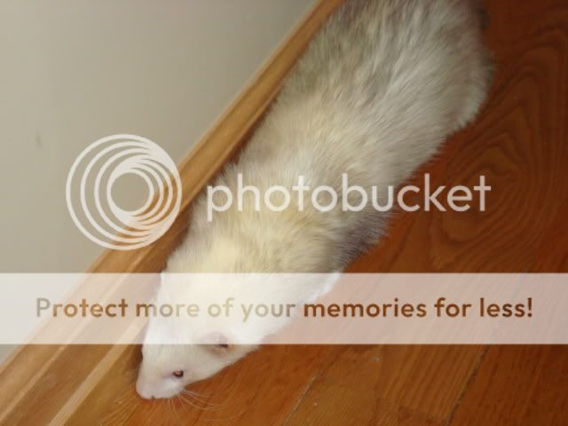 ferrets030-1.jpg