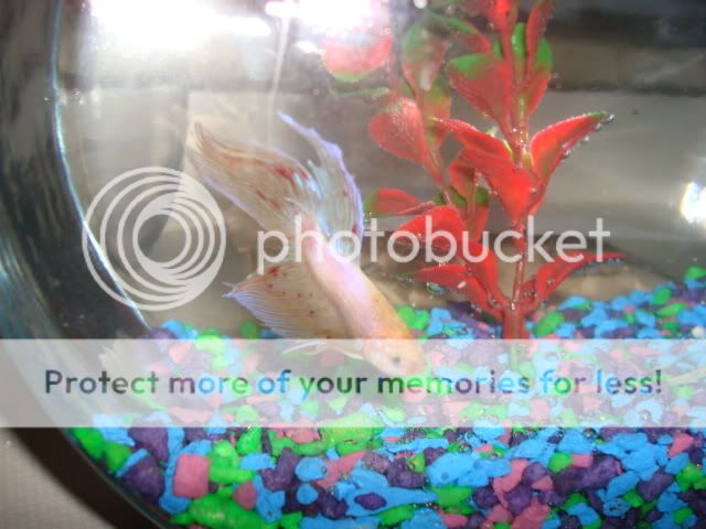 bettas2010.jpg