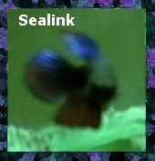 sealink3.jpg