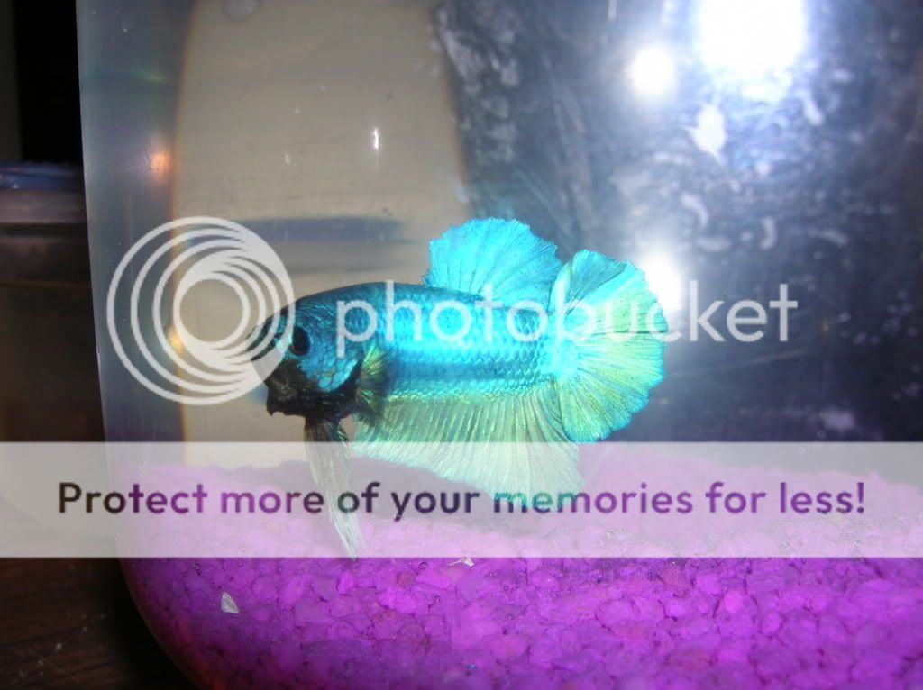 newfishies049.jpg